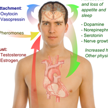 Воздействе на организм